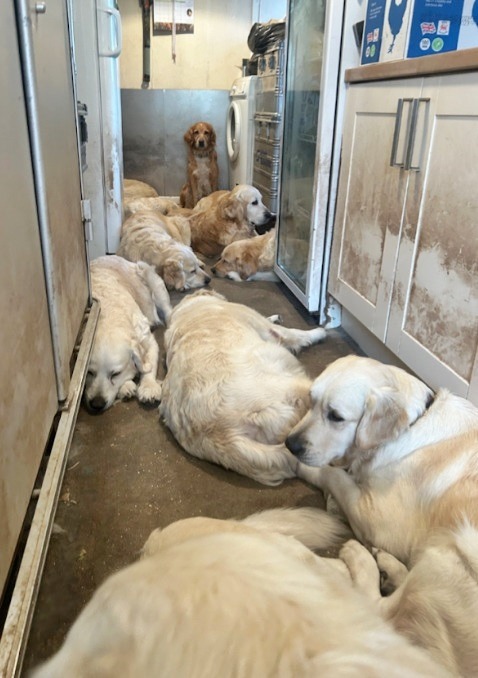 Caini Golden Retriver tinuti in casa
