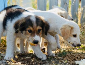 catei ramasi fara mama