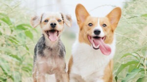 Doi câini stau cu limbile scoase și sunt fericiți.