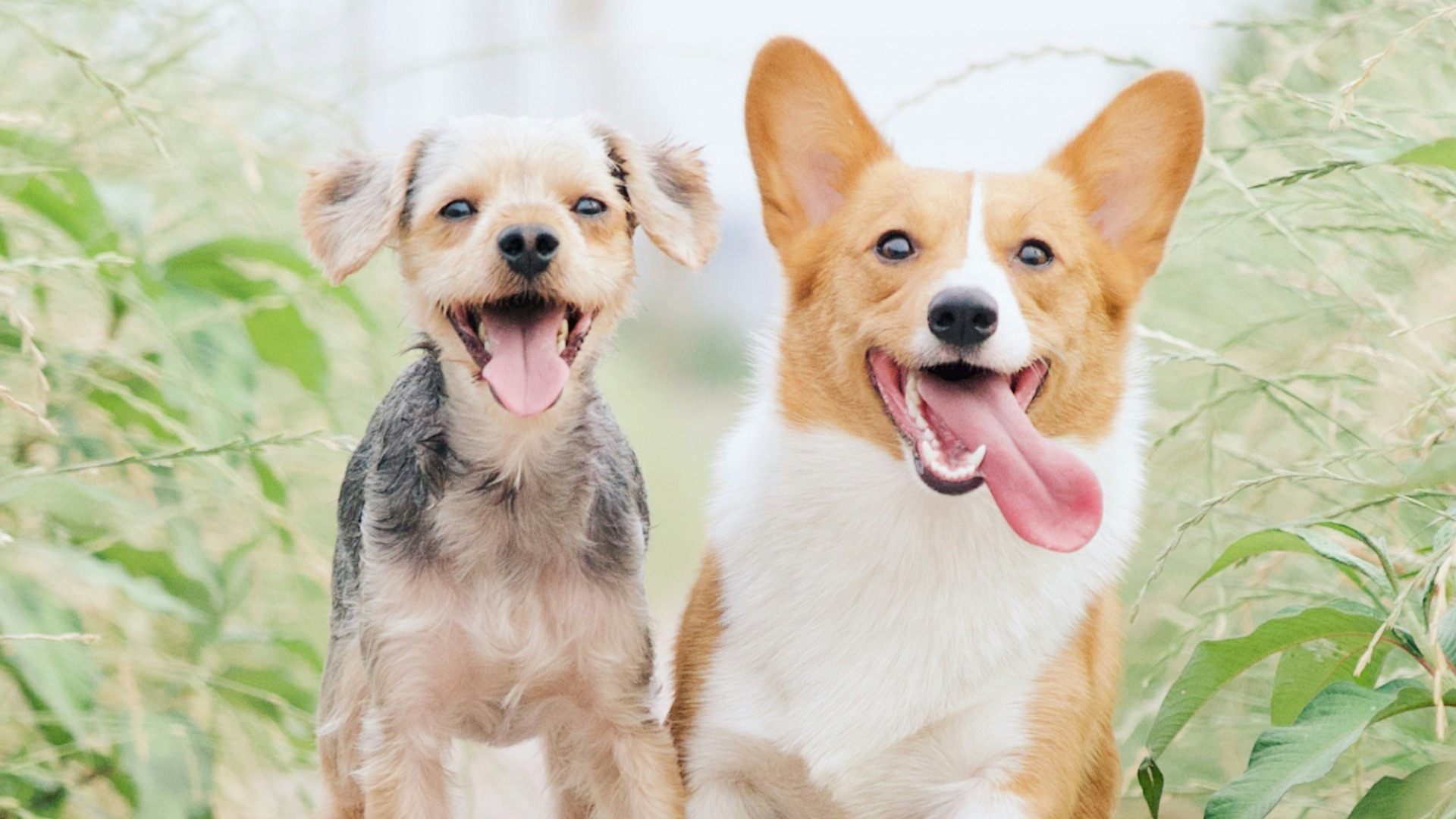 Doi câini stau cu limbile scoase și sunt fericiți.