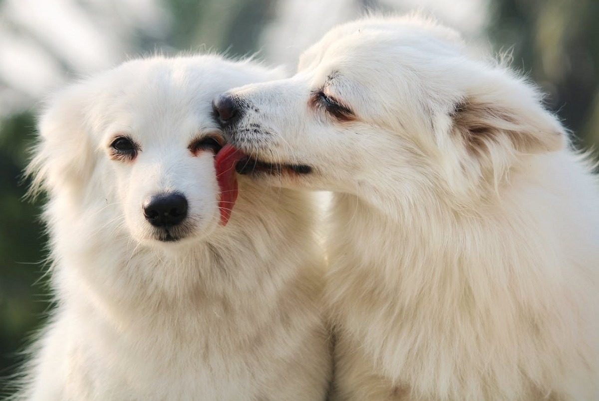 doi caini albi