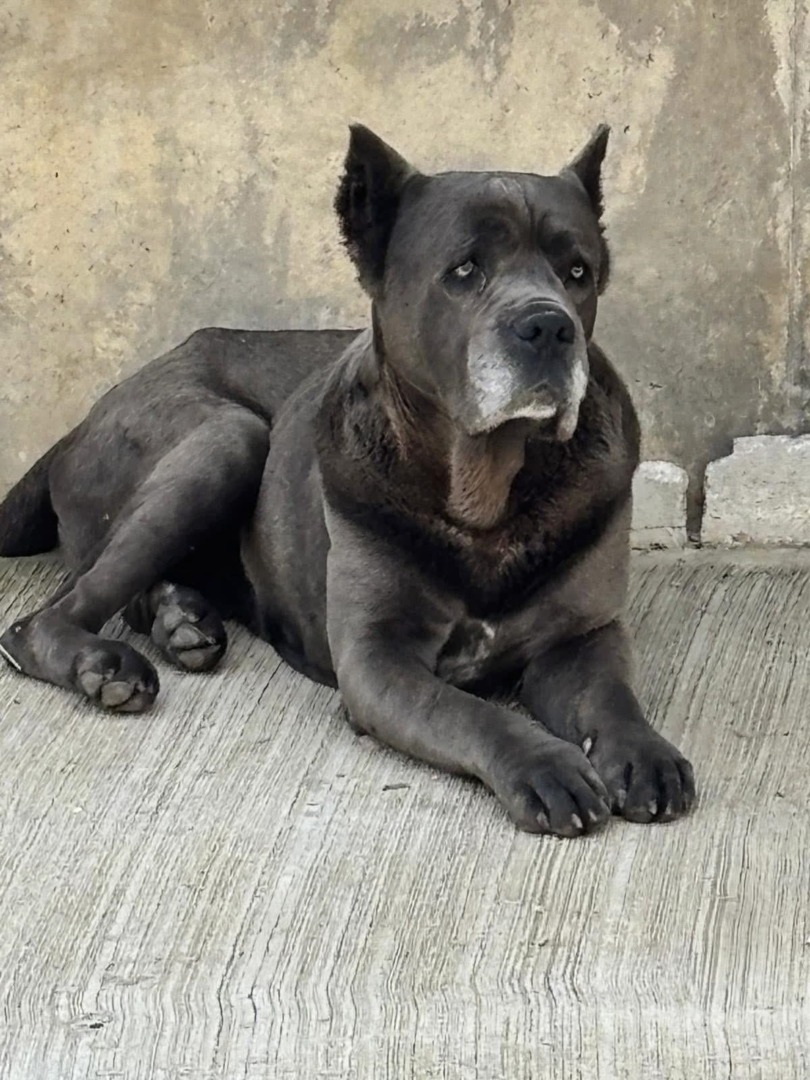 cane corso