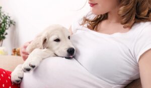 cainele sta pe burta stapanei