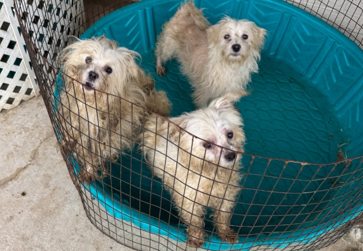 Câței murdari într-un țarc