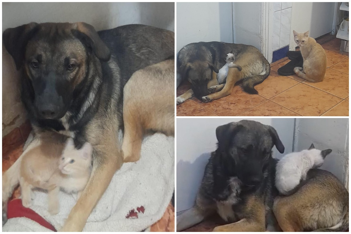 Colaj cu Leuțu și pisici