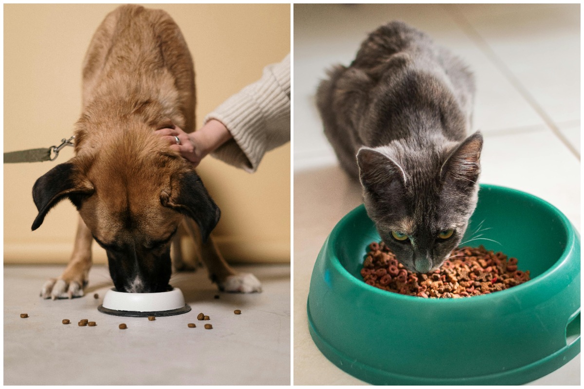 Colaj cu o pisica gri si un caine maro mancand