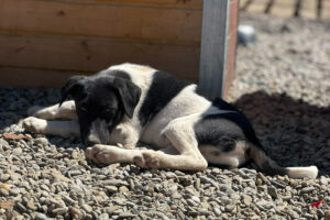 Cățelul alb cu negru din adăpost