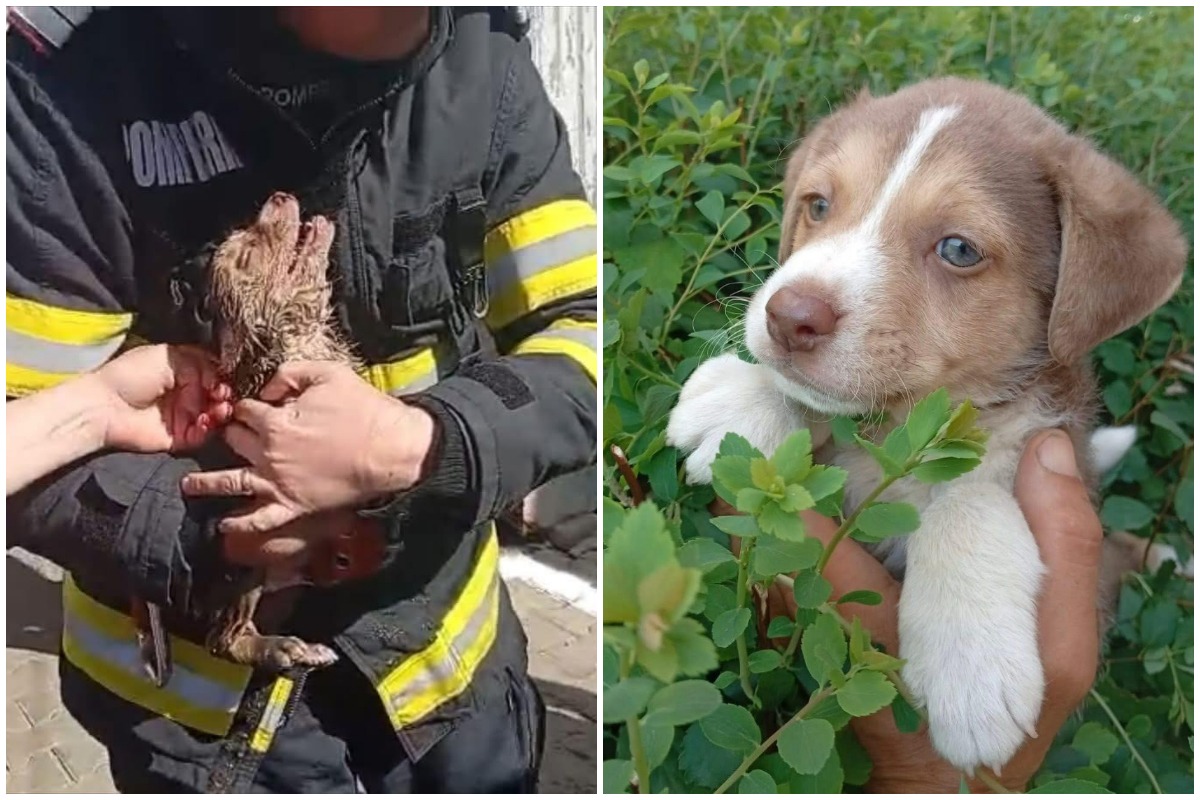 Colaj cu cățelușul salvat de pompieri