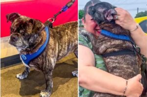 catelusa disparuta de 8 ani