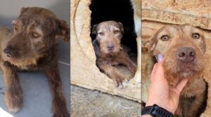 catelusa lora a fost returnata