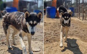 catelusa Sasha din adapost