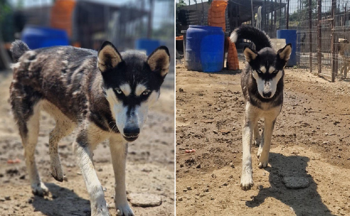 catelusa Sasha din adapost