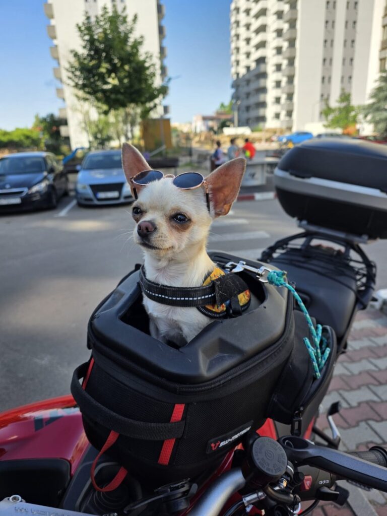 cc70b353-1219-434d-b900-872bdbcc8fbc