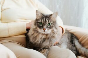 pisica sta in poala stapanei