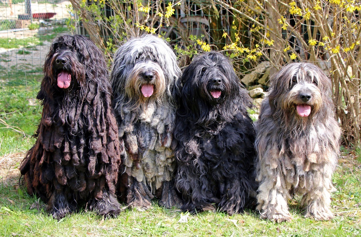 rasa de caini Bergamasco
