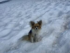 câine chihuahua în zăpadă