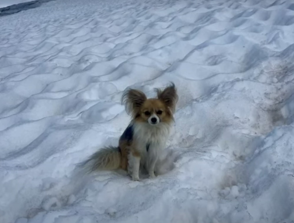 câine chihuahua în zăpadă