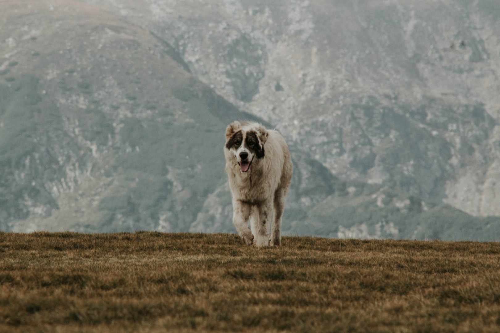 Câine ciobănesc kangal
