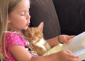 O pisică citește o carte în timp ce ține o pisică în brațe