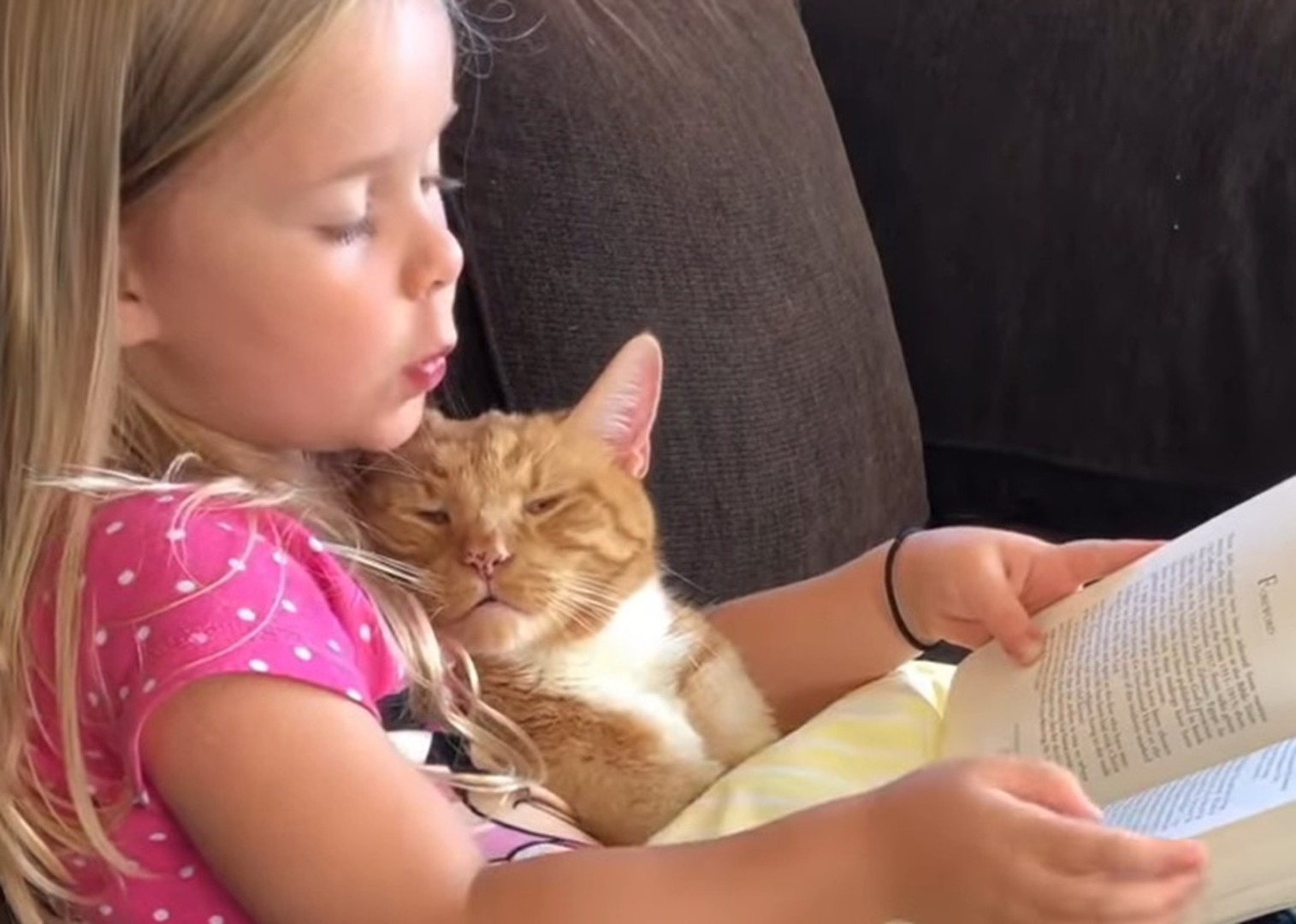 O pisică citește o carte în timp ce ține o pisică în brațe