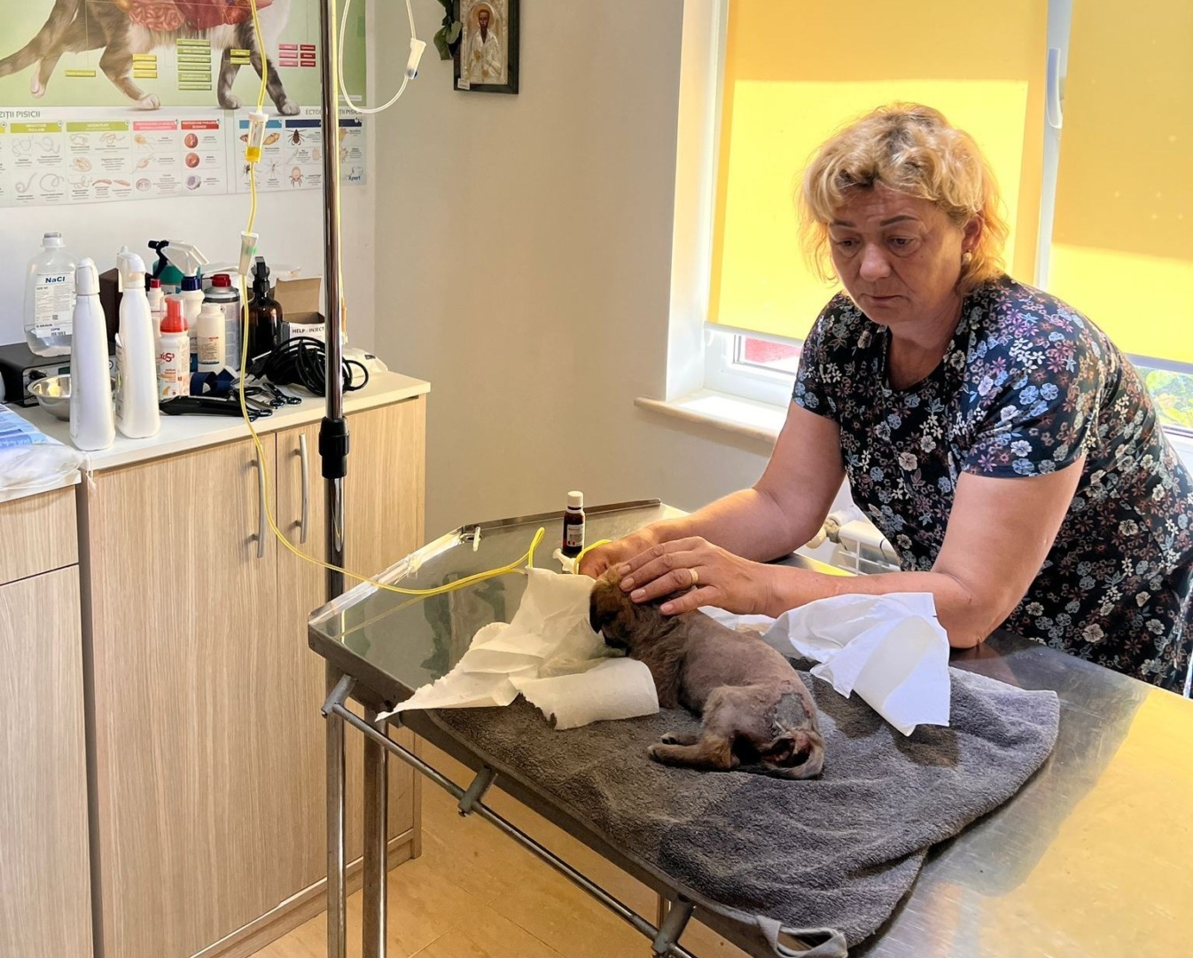 Câine pe masa unui medic veterinar