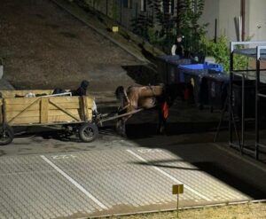 Căruță cu cal lângă un tomberon