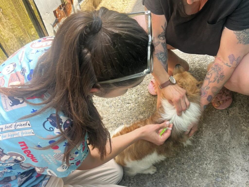 Câine ținut de stăpân în timp ce este vaccinat de un veterinar
