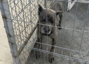 Cane cosro într-un țarc