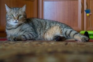 pisica sta relaxata pe covor