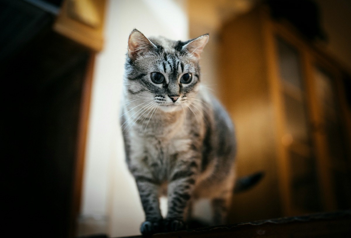 pisica de apartament