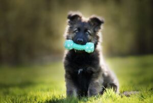 cainele Ciobanesc german cu o jucarie in gura