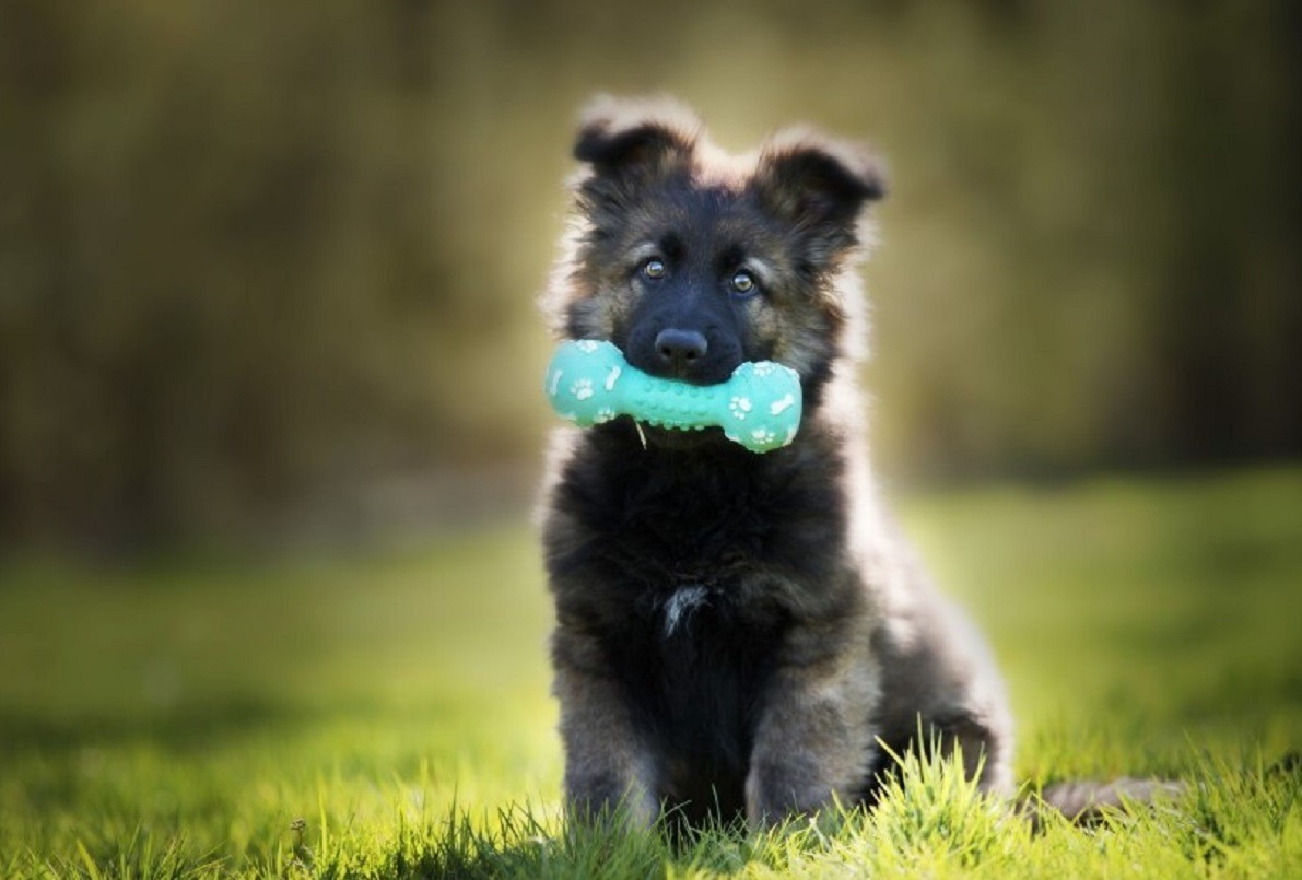 cainele Ciobanesc german cu o jucarie in gura