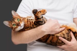 o pisica tigrata tinuta in brate
