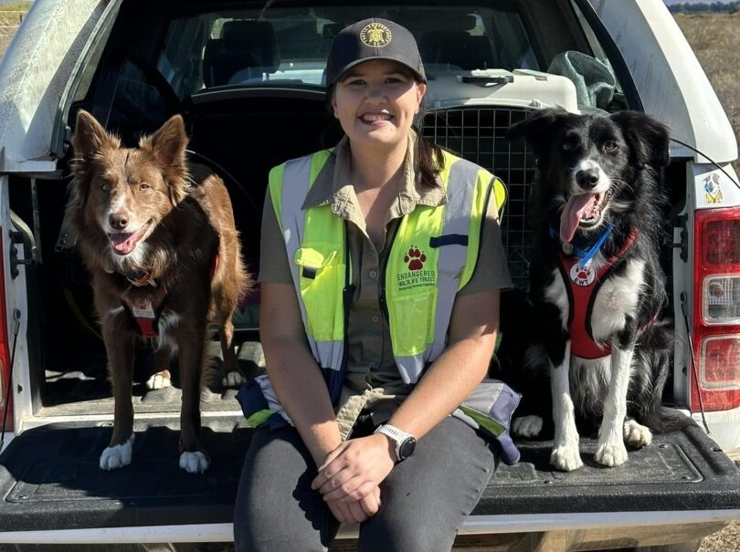 doi câini utilitari alături de partenera de intervenții