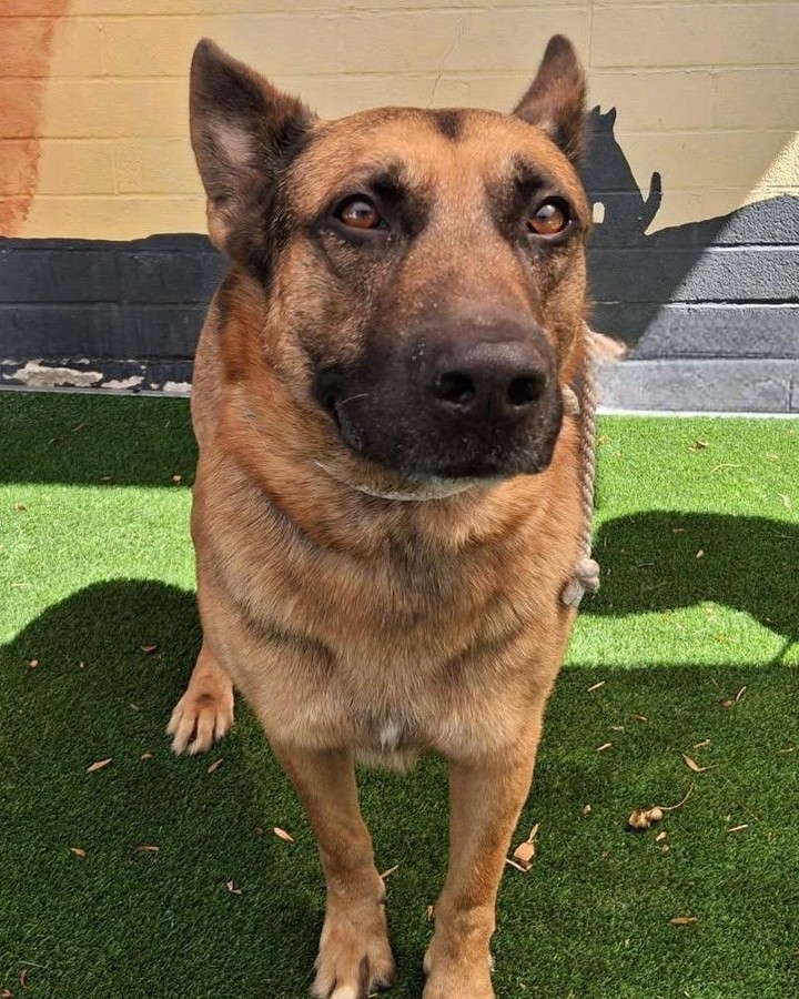 Câine ciobănesc german