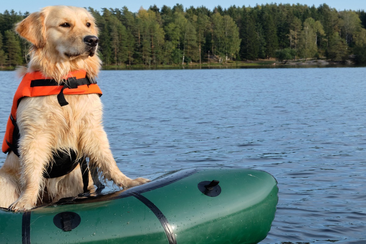 golden retriever pe barca