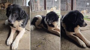 caine haiduc sta in adapost