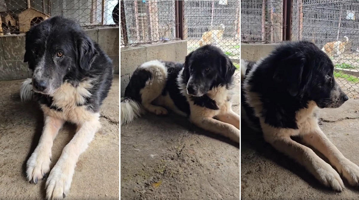 caine haiduc sta in adapost