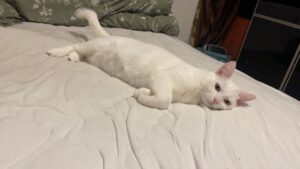 Motan alb întins pe pat