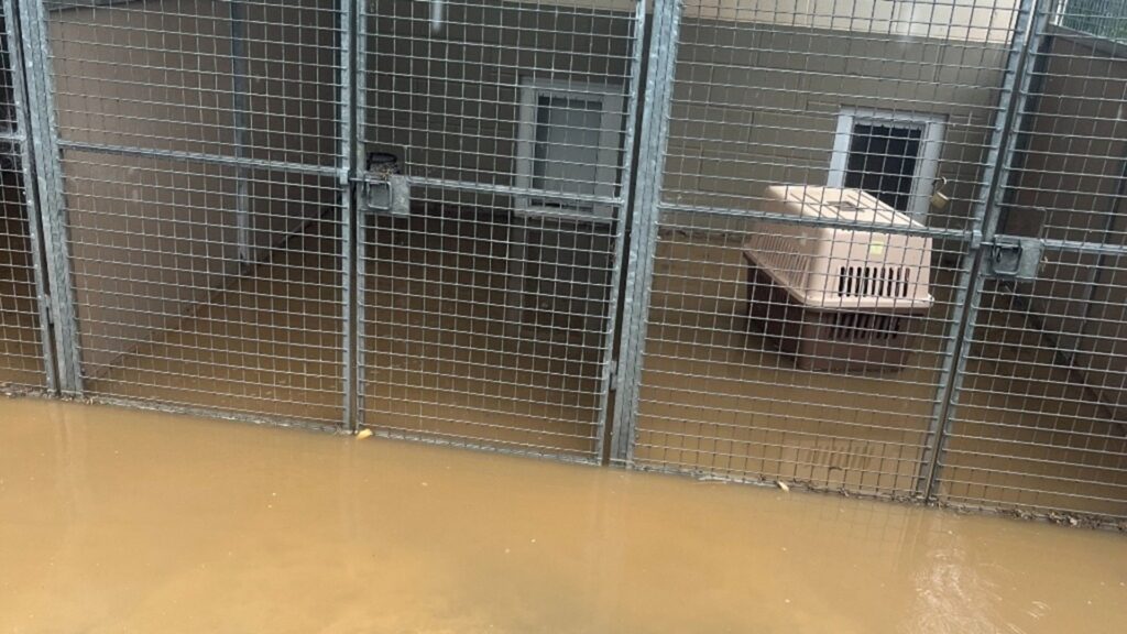Adăpost de animale inundat