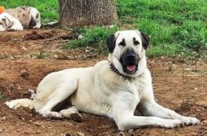 Câine Kangal