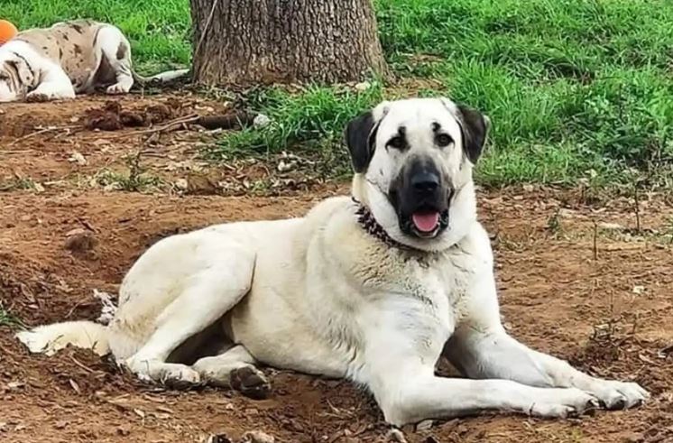 Câine Kangal
