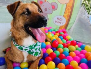 Câțel care se joacă cu bile