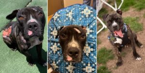 cainele lovit de masina si lasat sa moara