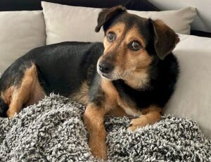 cainele sta pe patura