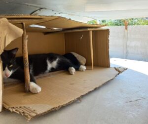 Motan într-o cutie de carton