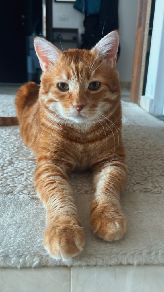 {"eId":"253376120051738","CameraPosition":1}