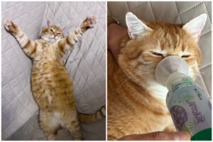 Colaj cu motanul Mao