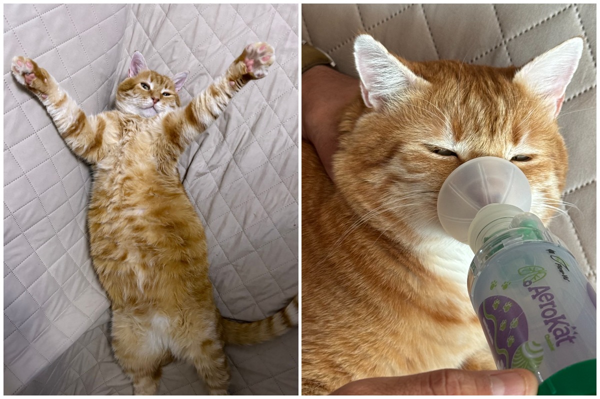 Colaj cu motanul Mao