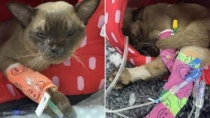 motanul a supravietuit 55 de minute in masina de spalat